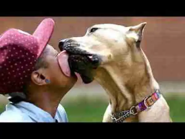 Video: 10 Most Affectionate Dog Breeds